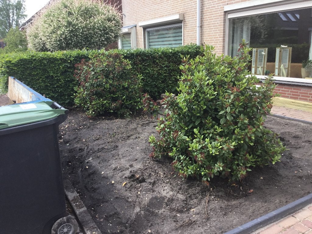 Skimmia, Ophalen, Vaste plant, Overige soorten, Volle zon