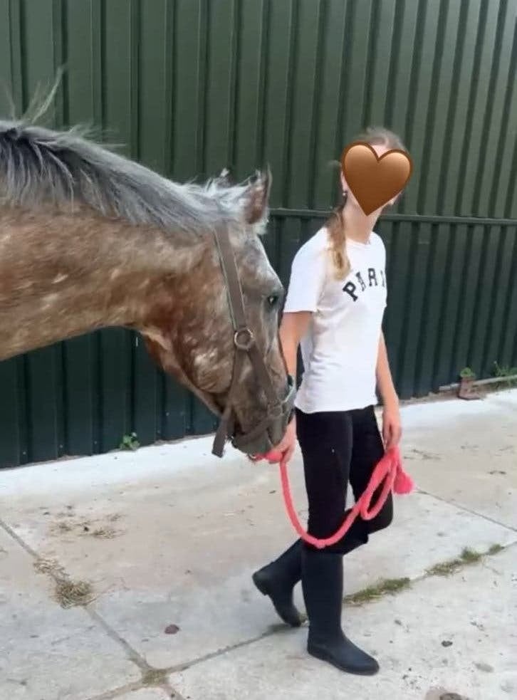 Bijrijder/verzorger aangeboden, leuke pony/paard gezocht, Ophalen, Nieuw, Overige typen