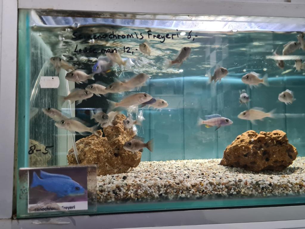 Sciaenochromis Freyeri Malawi Cichliden, Vis, Zoetwatervis