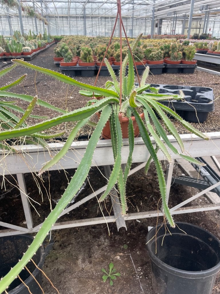 Cactus/suculent hangplant Selenicereus in de 15 cm hangpot, Ophalen of Verzenden, Minder dan 100 cm, Bloeiende kamerplant, Volle zon