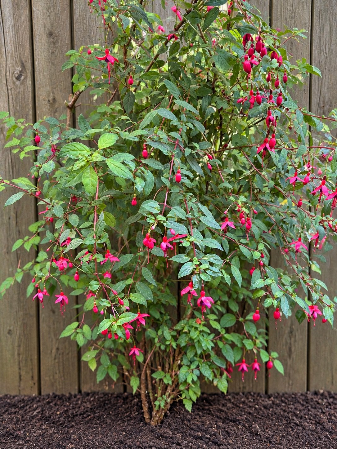 Fuchsia, Fuchsia magellanica 'Mrs. Popple', Bellenplant,, Tuin en Terras, Ophalen, Overige soorten, Volle zon