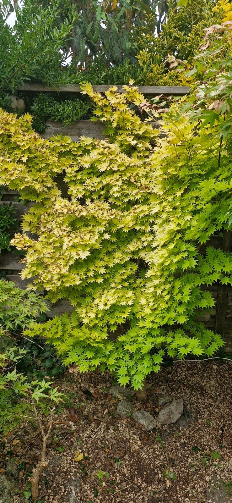 Japanse esdoorn Acer palmatum +-180 cm hoog, Tuin en Terras, Planten | Bomen, Ophalen, Bloeit niet, Halfschaduw, Overige soorten
