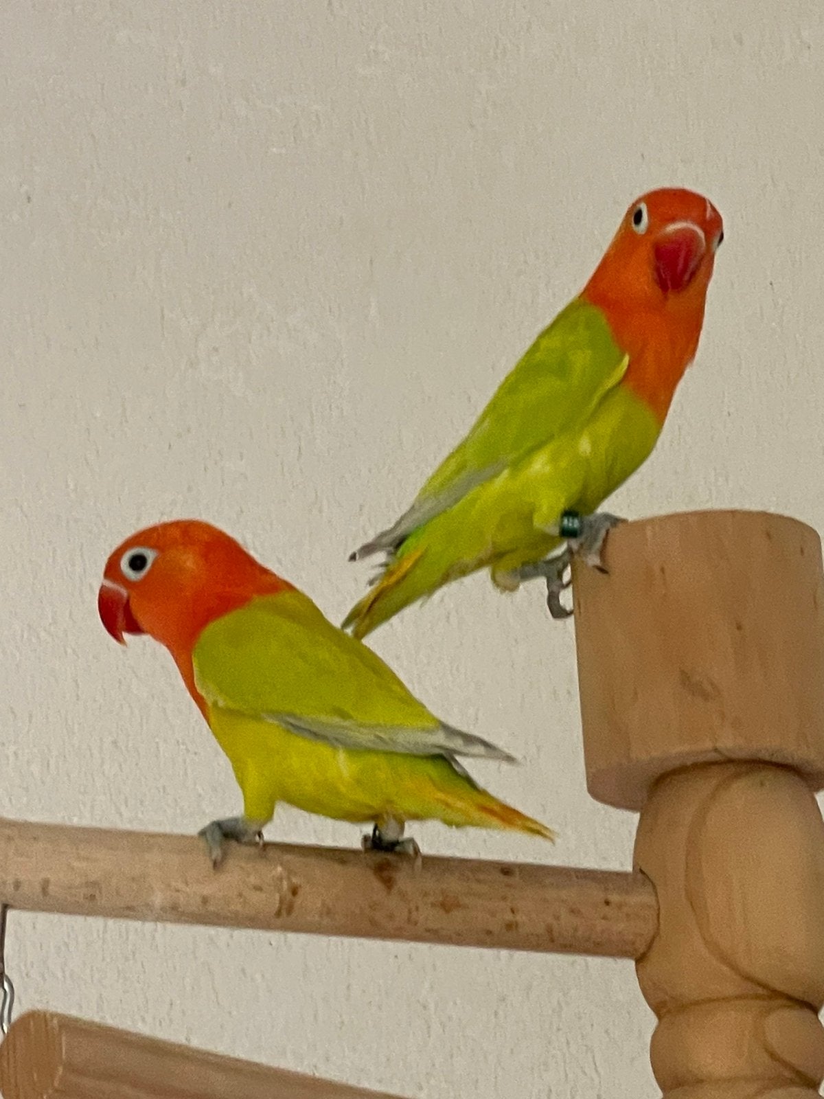 Lieve Agapornis Dwergpapegaai Lovebird Handtam, Dieren en Toebehoren, Vogels | Parkieten en Papegaaien, Meerdere dieren, Dwergpapegaai of Agapornis