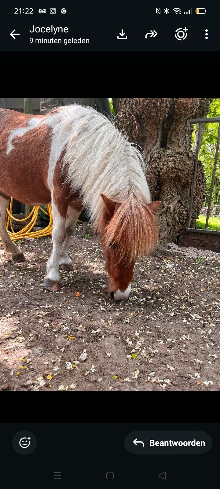 Grote maat shet en mini, Dieren en Toebehoren, Pony's, Merrie, B, A pony (tot 1.17m), Recreatiepony, 7 tot 10 jaar
