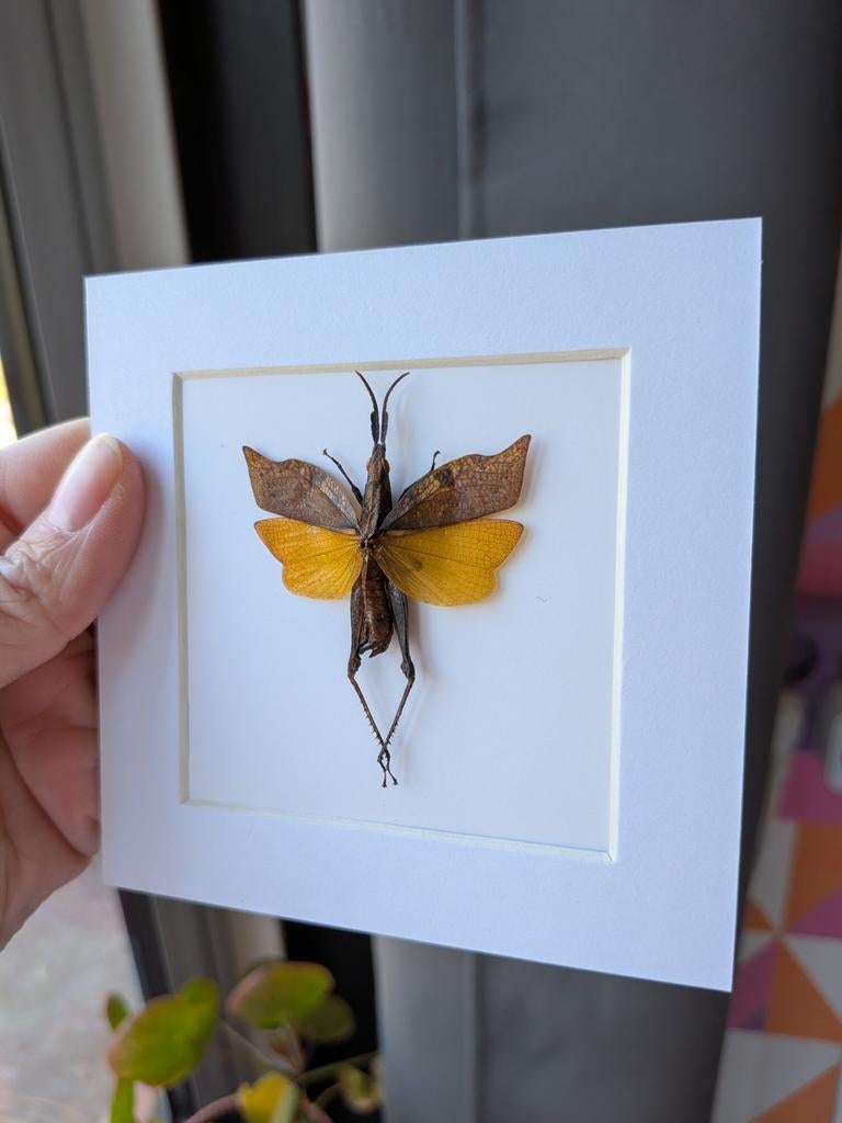 Leaf Mimic Grasshopper in glazen fotolijst, Huis en Inrichting, Ophalen of Verzenden, Nieuw, Overige materialen