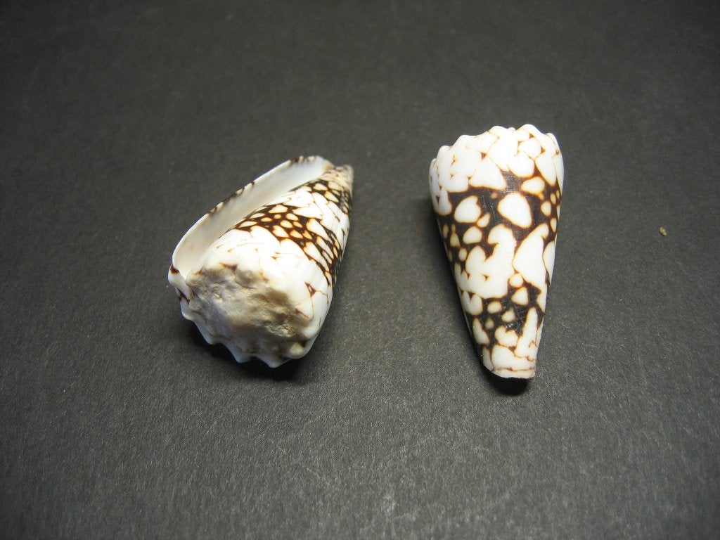 Schelpen: Conus vidua  Reeve,  1843., Verzamelen, Ophalen of Verzenden, Schelp(en)