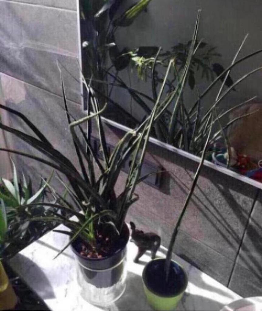 Bio Kamerplanten Stekjes & Planten - Diverse Soorten, Overige soorten, In pot, Minder dan 100 cm, Groene kamerplant
