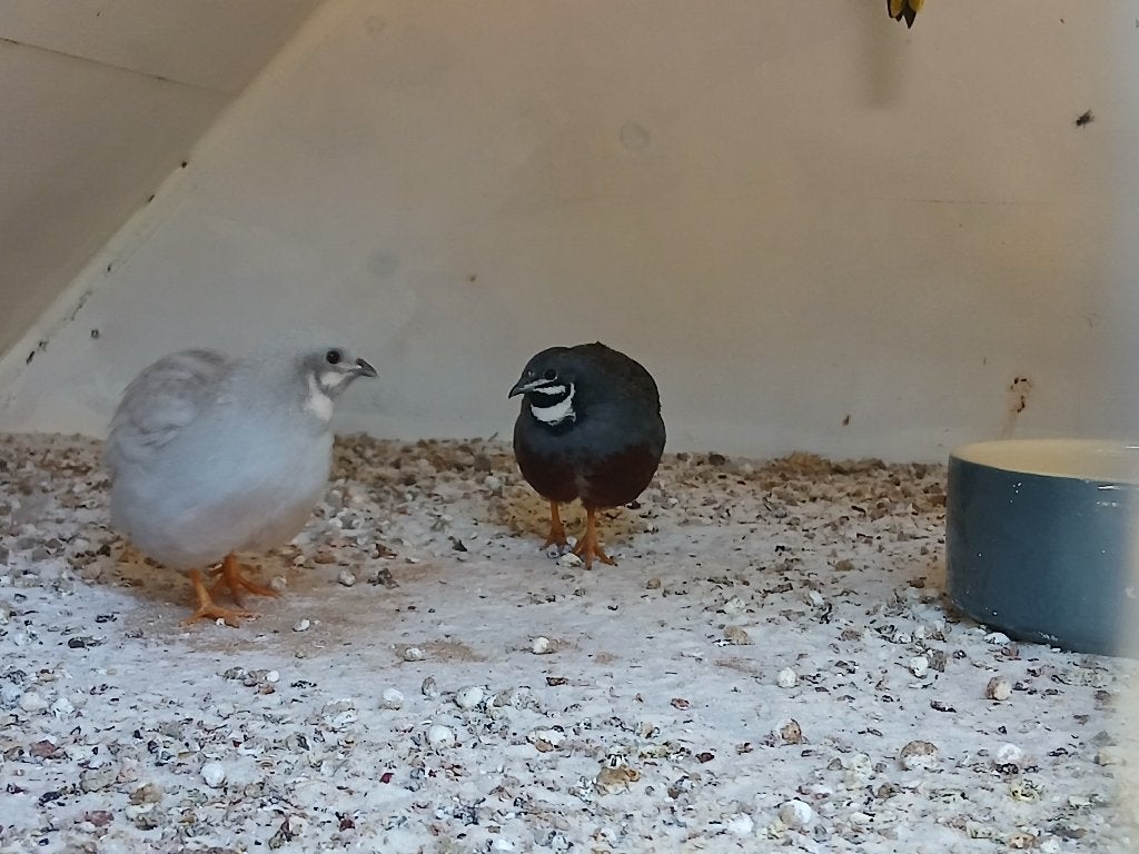 Chinese dwergkwartel, Dieren en Toebehoren, Mannelijk, Tropenvogel