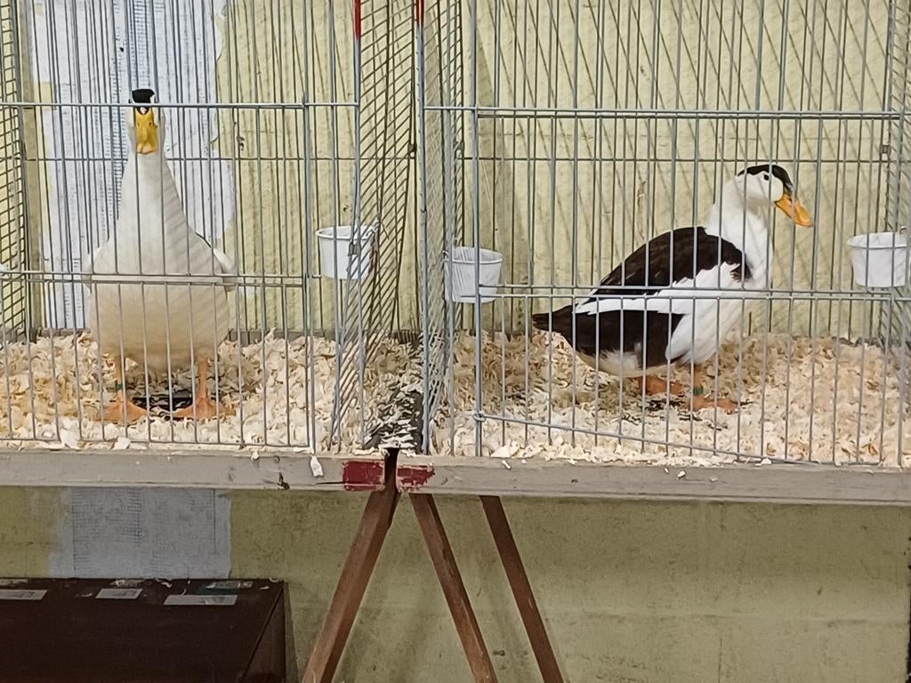 Ekstereenden eenden, Dieren en Toebehoren, Pluimvee, Meerdere dieren, Kip
