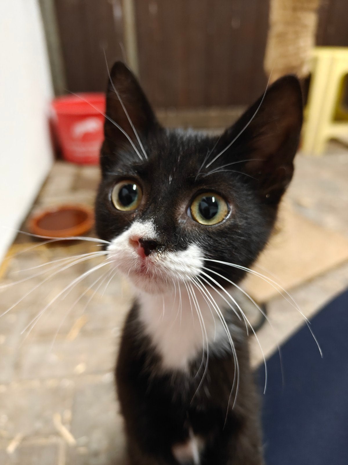 Lieve kittens, Dieren en Toebehoren, Katten en Kittens | Overige Katten, Meerdere dieren, Kortharig, 0 tot 2 jaar