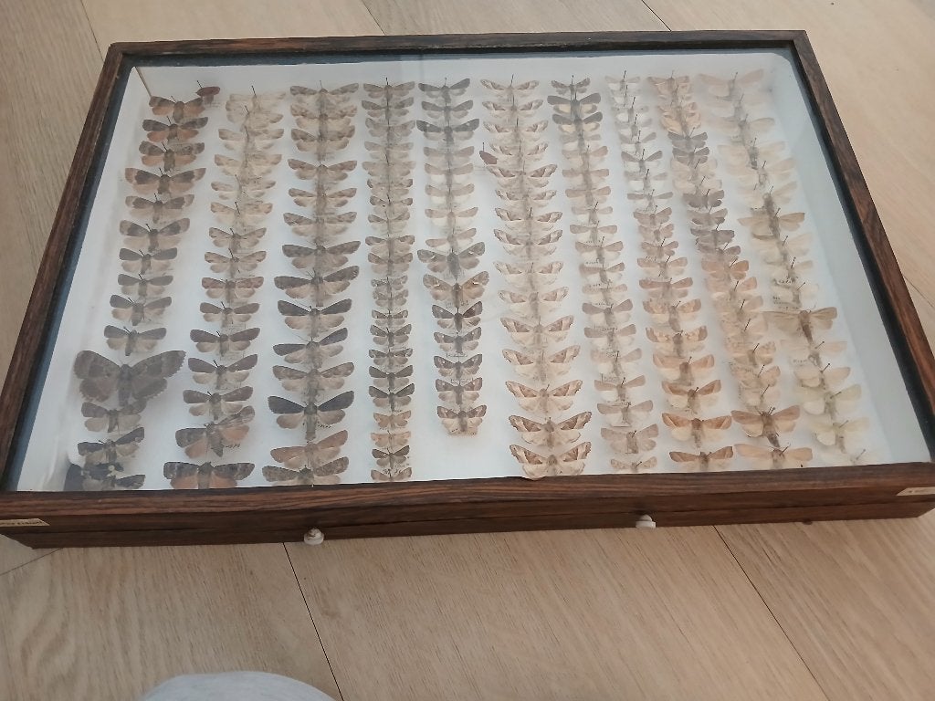 Grote collectie opgezette vlinders in vitrine, Ophalen, Gebruikt, Insect, Opgezet dier