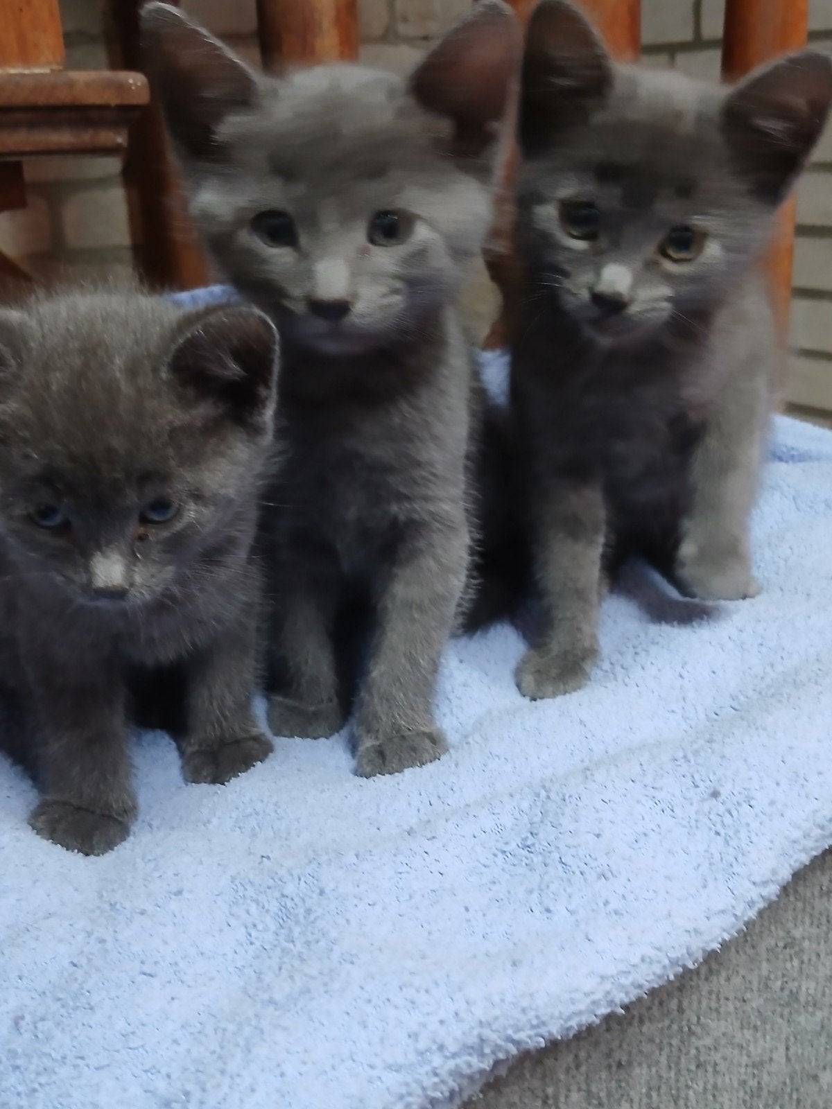 mooie muisgrijze kittens, Meerdere dieren, Kortharig, 0 tot 2 jaar