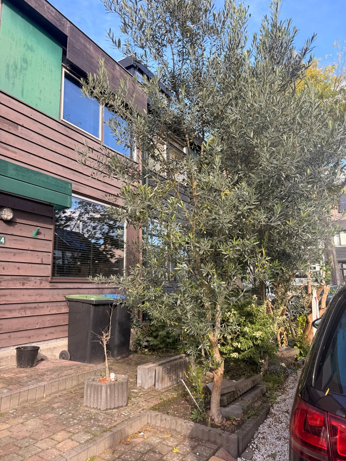 Twee hoge olijfbomen, zelf uitgraven, Tuin en Terras, Ophalen, Volle zon, Olijfboom, 250 tot 400 cm