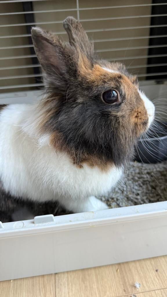 Lief konijntje zoekt permanent huis, Dieren en Toebehoren, Konijnen, Vrouwelijk, Middelgroot, 3 tot 5 jaar