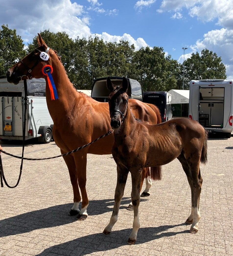 KWPN hengstveulen zwart, Minder dan 160 cm, Niet van toepassing, Dressuurpaard, 0 tot 2 jaar