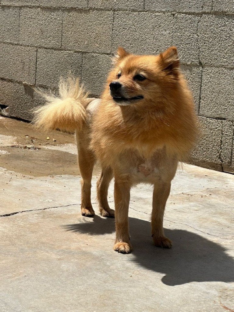 ACE: Sina is een hondje dat nog veel moet leren!, Particulier, Overige rassen, Buitenland, Teef