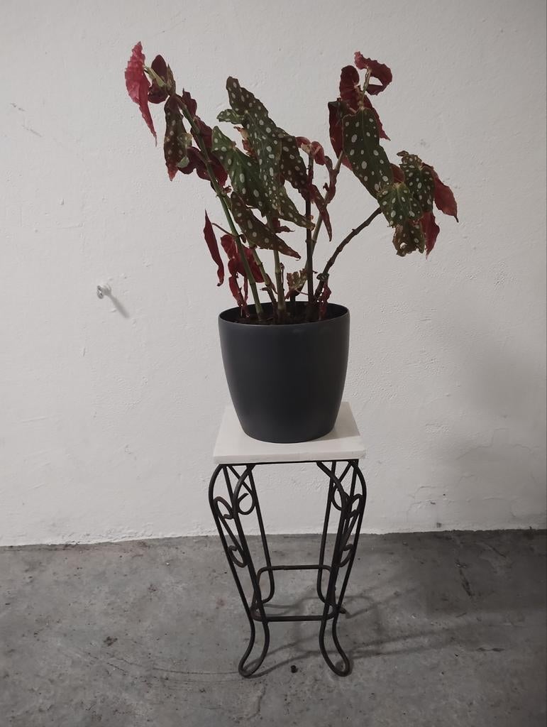 Vintage plantentafeltje / zuiltafeltje - zwart met wit blad, Ophalen of Verzenden