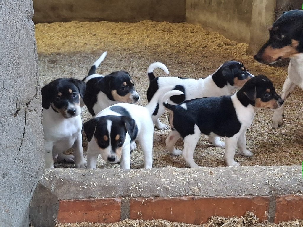boerenfox pups, Overige rassen, 8 tot 15 weken, Parvo, Meerdere