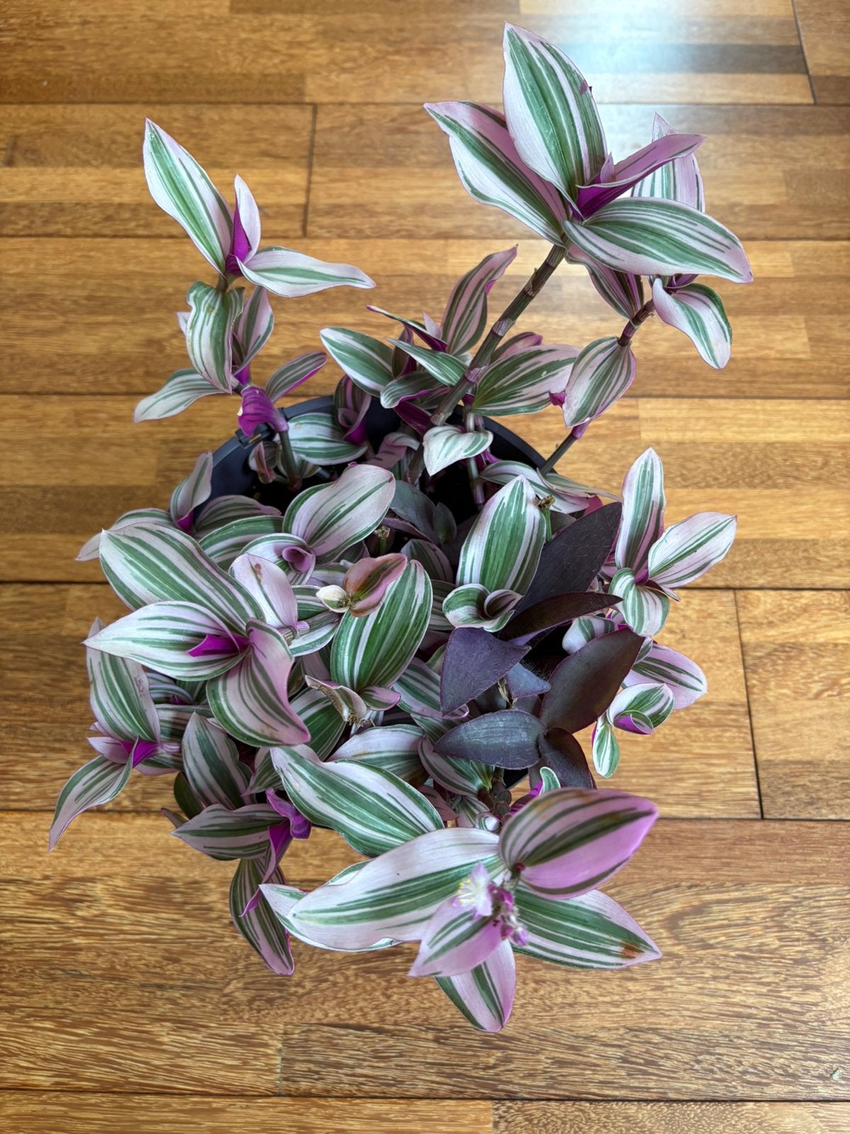 Mooie Tradescantia Anouk en Pallida plant, Huis en Inrichting, Ophalen of Verzenden, Halfschaduw, Minder dan 100 cm
