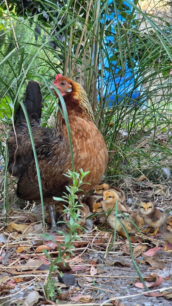 Ardenner Bassette Kippen en kuikens, goede leggers., Dieren en Toebehoren, Pluimvee, Meerdere dieren, Kip