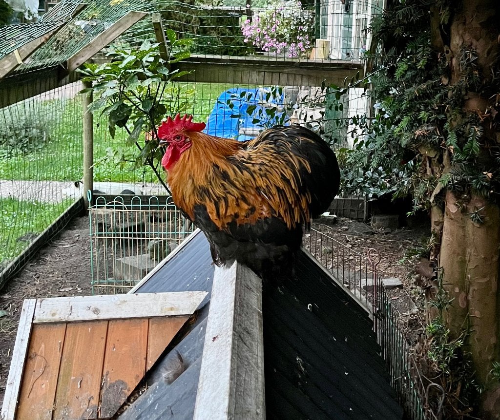 Cochin haan, Dieren en Toebehoren, Mannelijk, Kip
