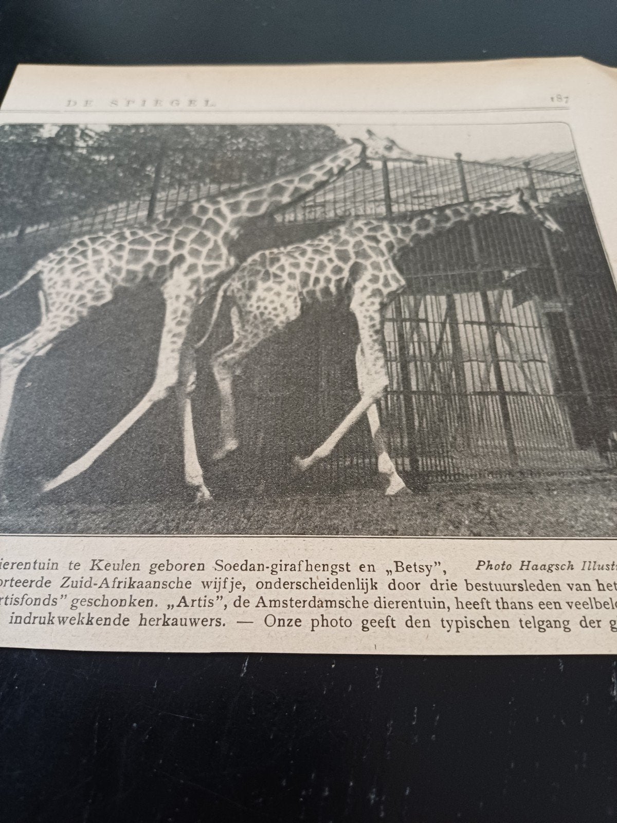 knipsel giraf dierentuin Artis Amsterdam 1921, Ophalen of Verzenden, Gebruikt
