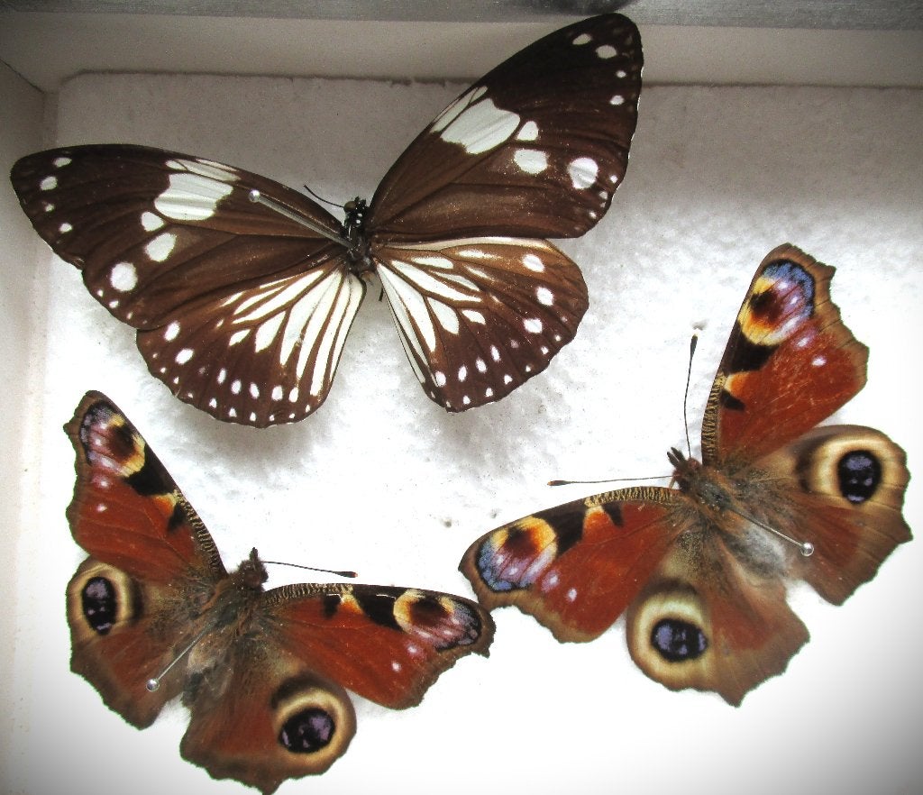 Vlinder~Dagpauwoog en Common Forest Queen~echte Vlinders, Ophalen of Verzenden, Zo goed als nieuw, Insect, Overige typen