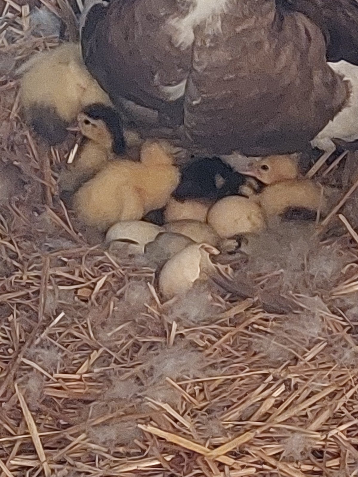 Barberie muskus kaapse eendjes zuiver bruin, Dieren en Toebehoren, Pluimvee, Meerdere dieren