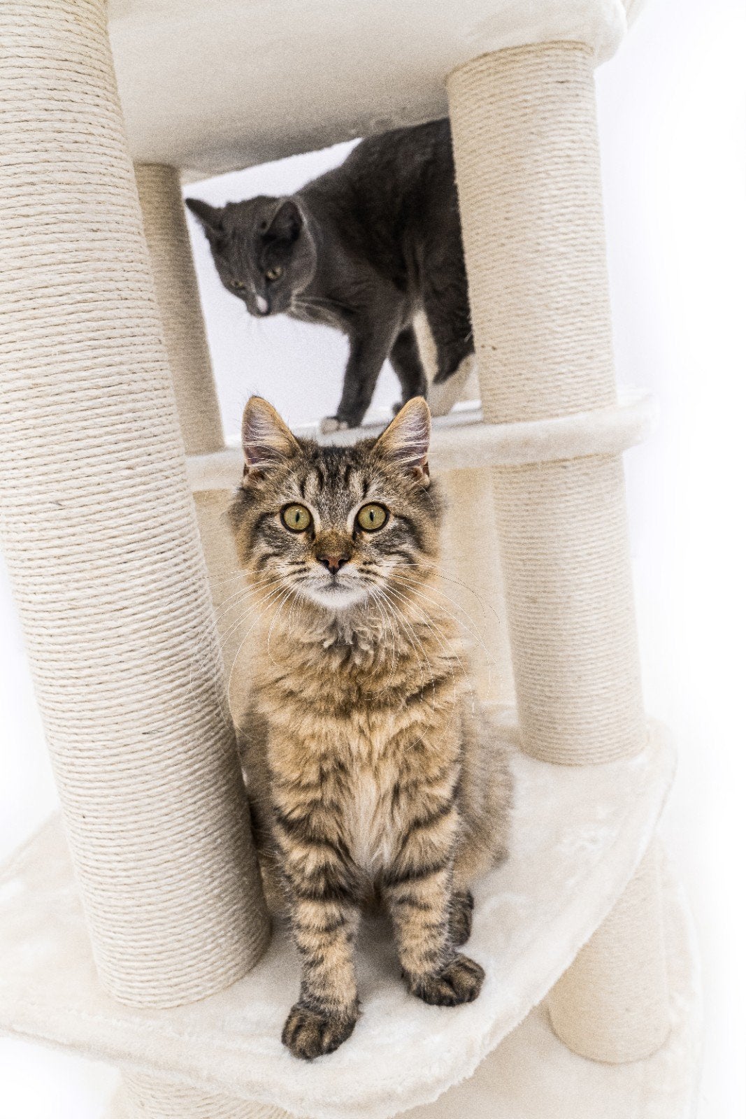Noorse boskat kitten, Kater, Ontwormd, 0 tot 2 jaar