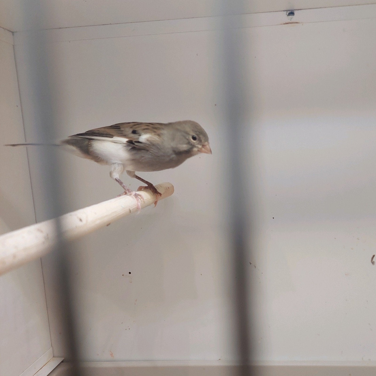 kanarie man, Dieren en Toebehoren, Mannelijk, Kleurkanarie