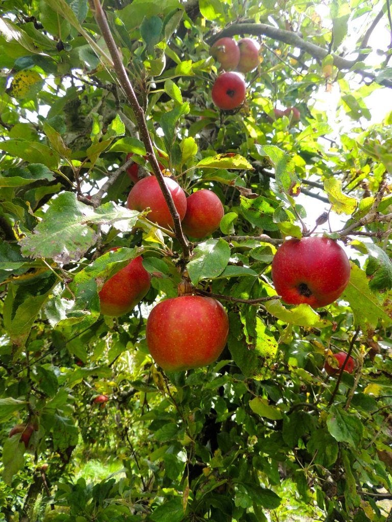 Oude karakteristieken fruitbomen, Tuin en Terras, Planten | Fruitbomen, Lente, Ophalen of Verzenden, Appelboom, Halfschaduw