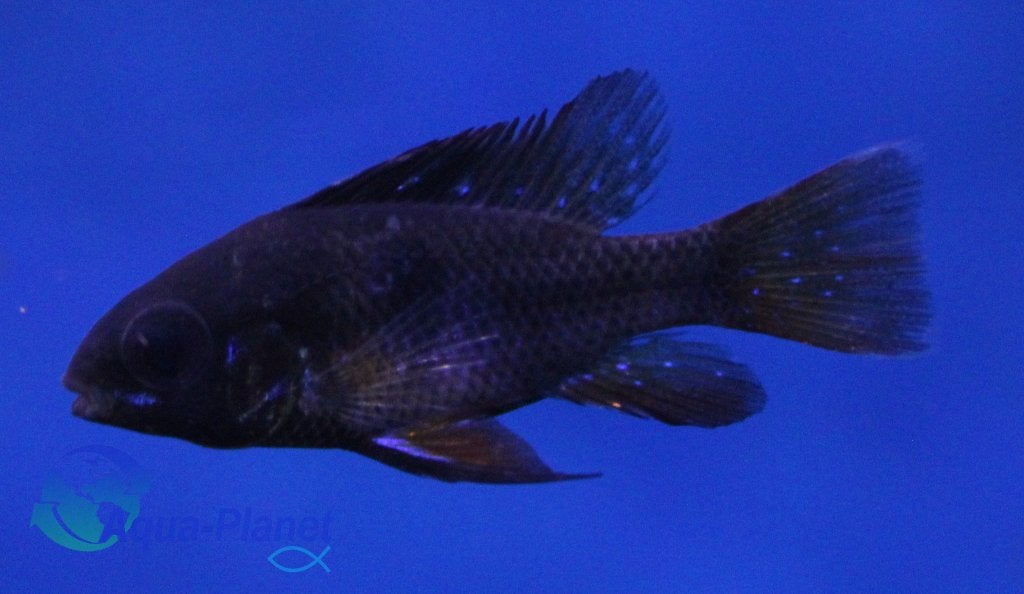 Mikrogeophagus ramirezi "Black", Dieren en Toebehoren, Vis