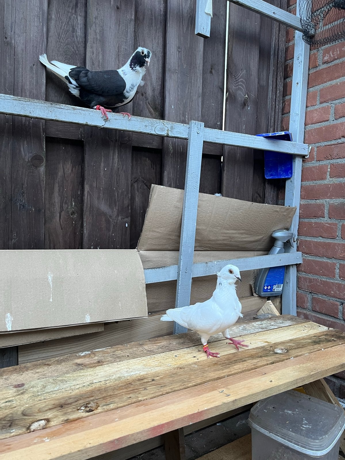 Koppels te kopen, Meerdere dieren, Overige soorten