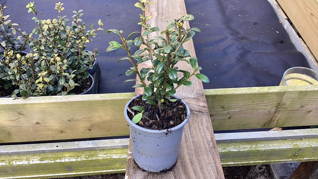 Ilex crenata carolina upright japanse hulst, Tuin en Terras, Ophalen, Hulst, Minder dan 100 cm