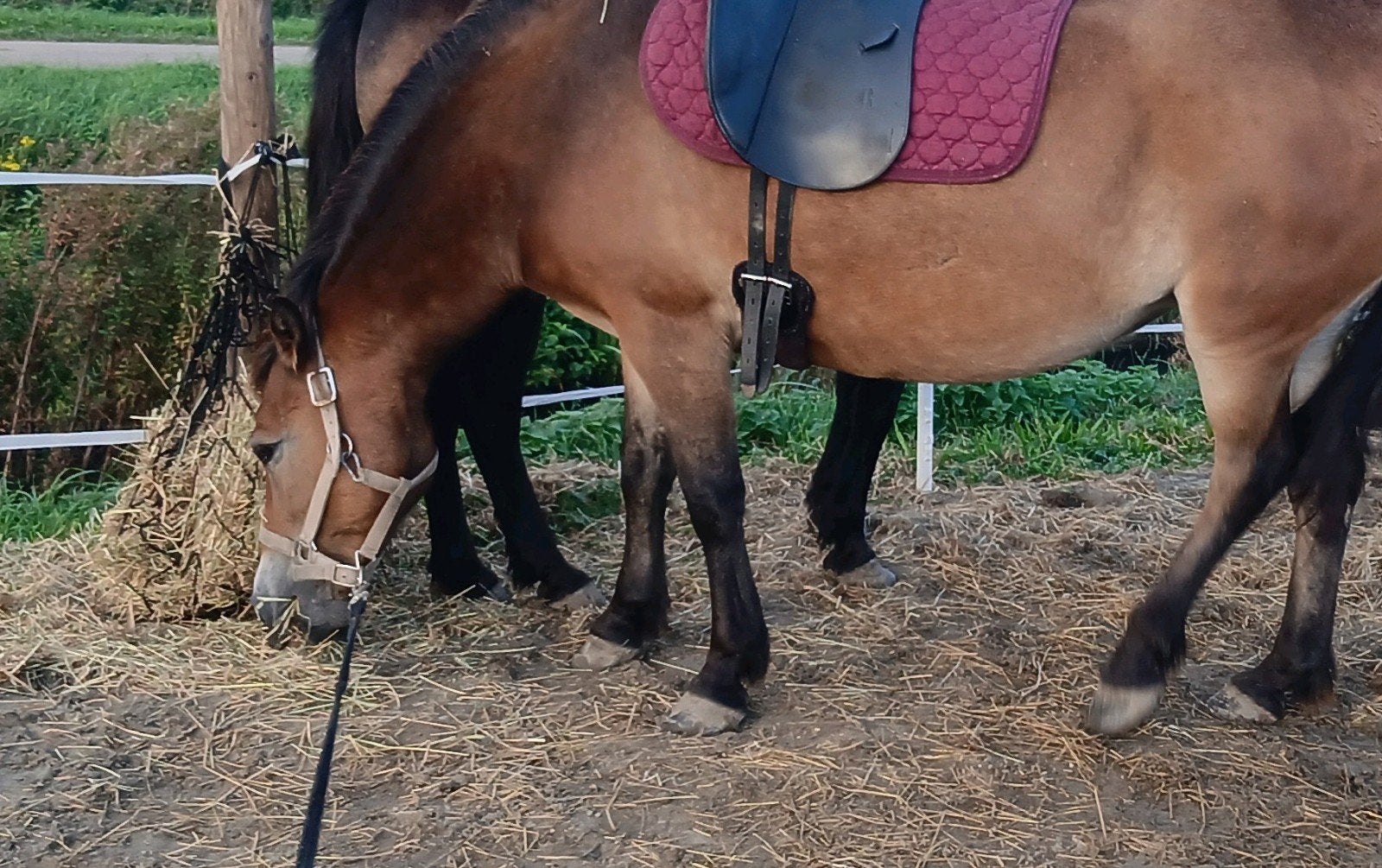 fjord x exmoor pony's groen, Dieren en Toebehoren, Merrie, A pony (tot 1.17m)