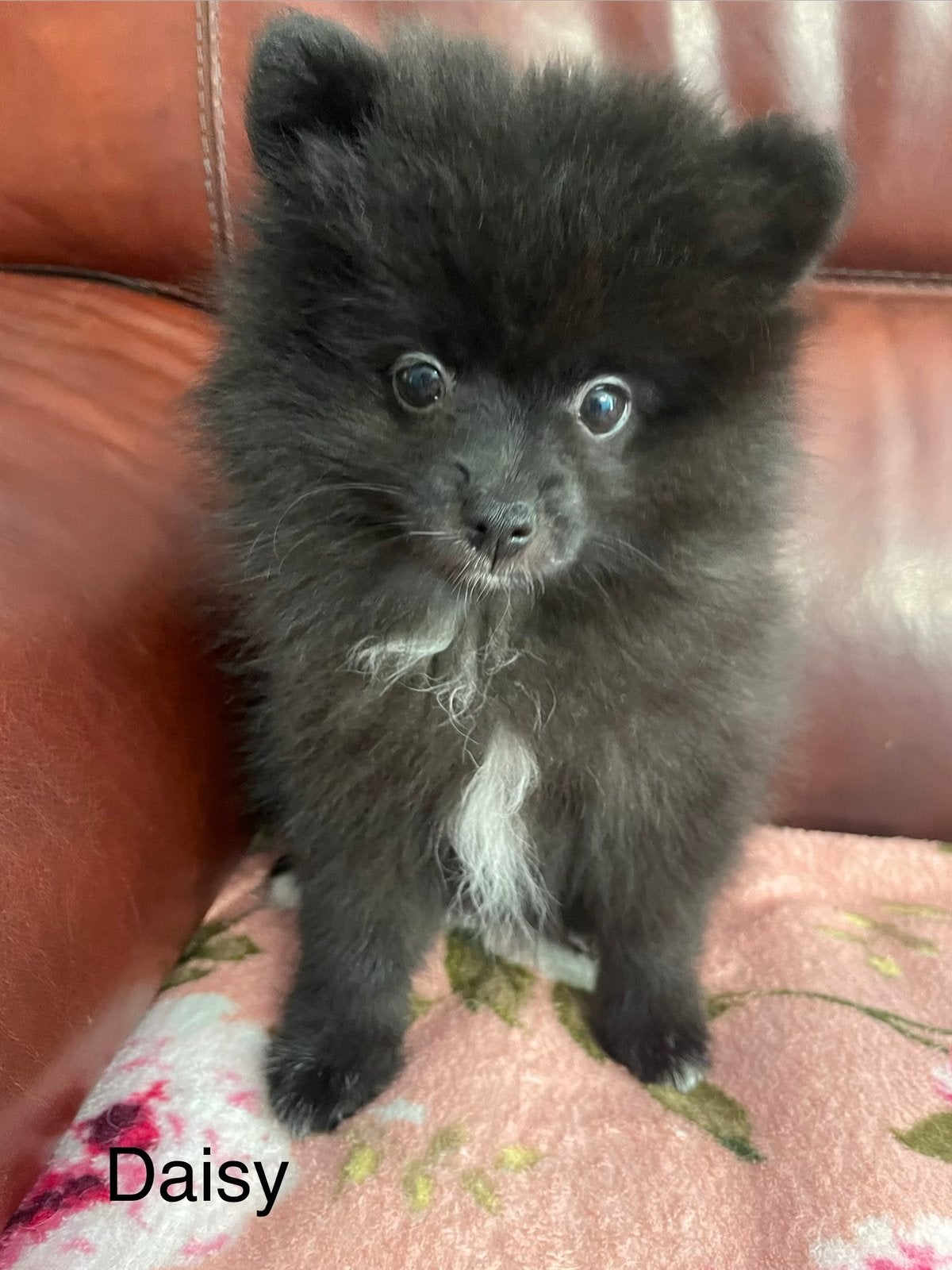 3 Prachtige pomeriaan/dwergkees pups.🩷💙, Overige rassen, 8 tot 15 weken, Parvo, Meerdere