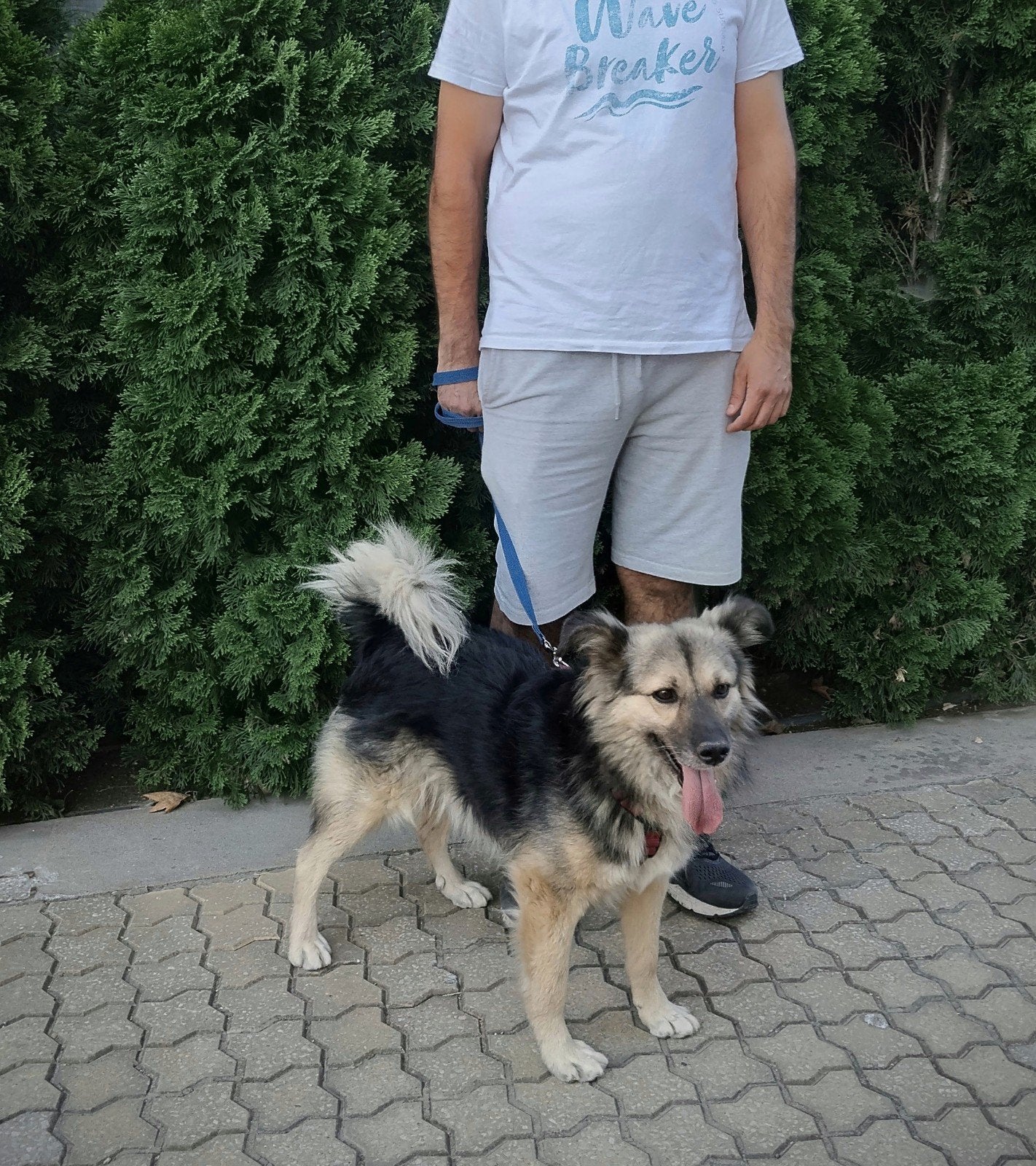 Reu asielhond adoptiehond 7jaar, Dieren en Toebehoren, 6 jaar of ouder, Particulier, Buitenland, Parvo