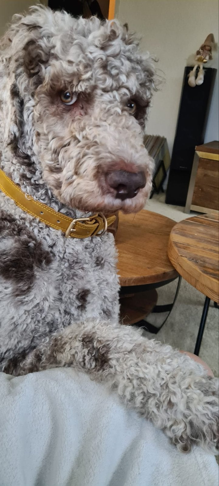 Goldendoodle dekreu, Dieren en Toebehoren, Reu, 1 tot 2 jaar, Eén hond, Nederland