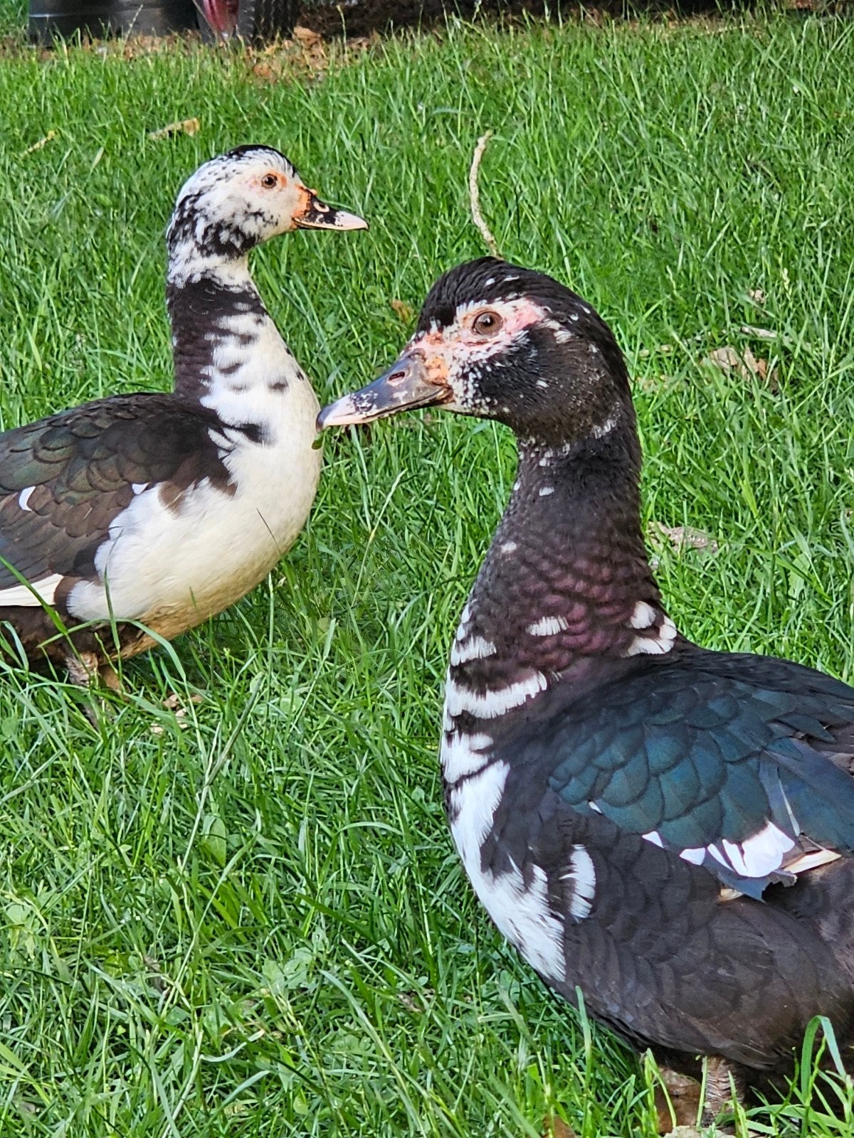 2 mooie makke muskus eenden vrouwtjes, Dieren en Toebehoren, Pluimvee, Vrouwelijk, Eend