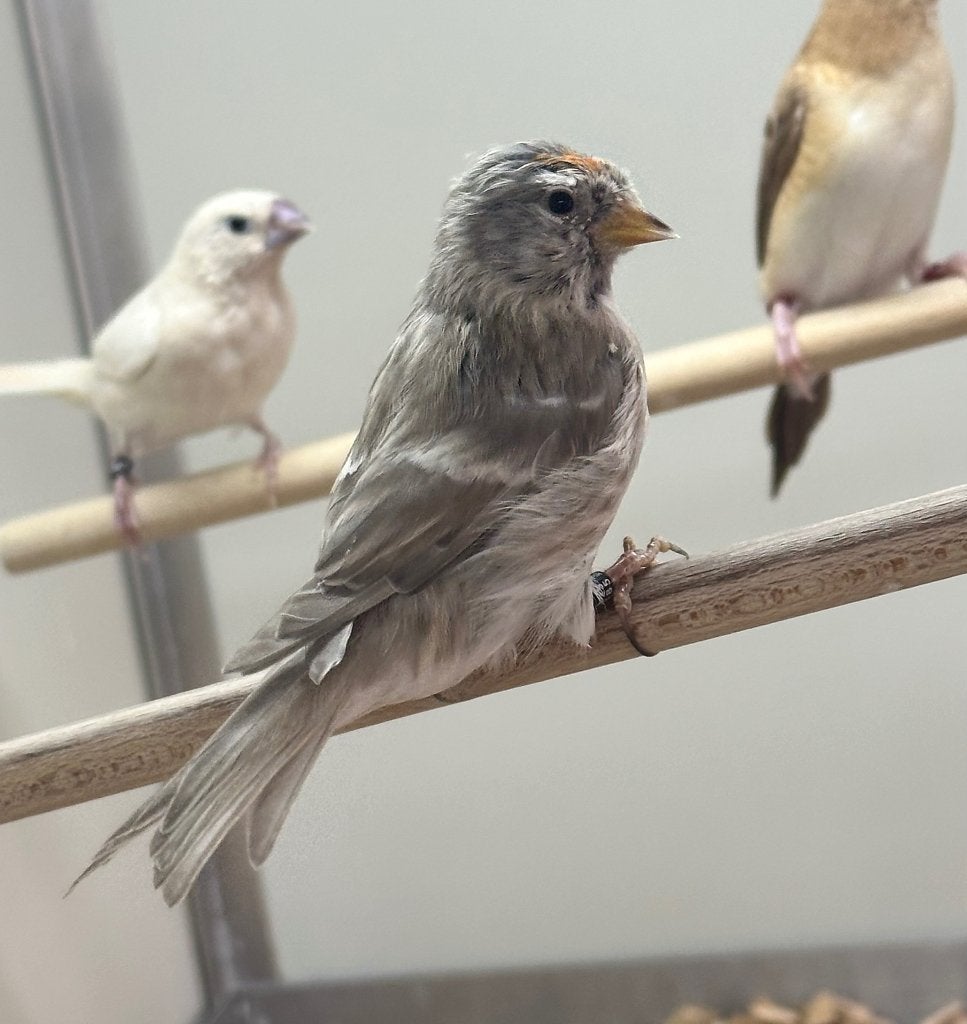 Barmsijsjes koppels, Dieren en Toebehoren, Meerdere dieren