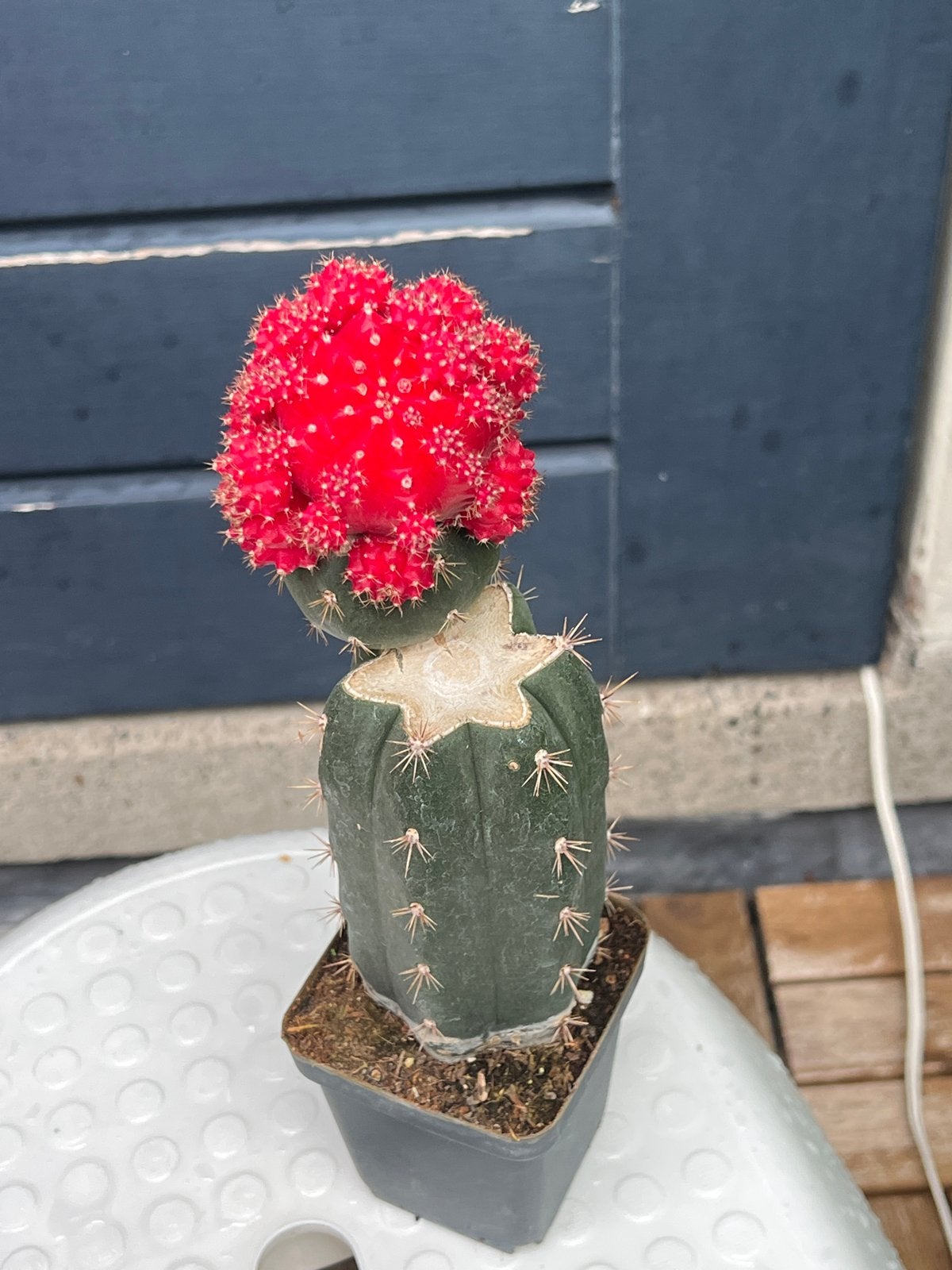 Levendige Rode Maancactus - Gymnocalycium Mihanovichii, Overige soorten, Volle zon, Vaste plant, Ophalen of Verzenden