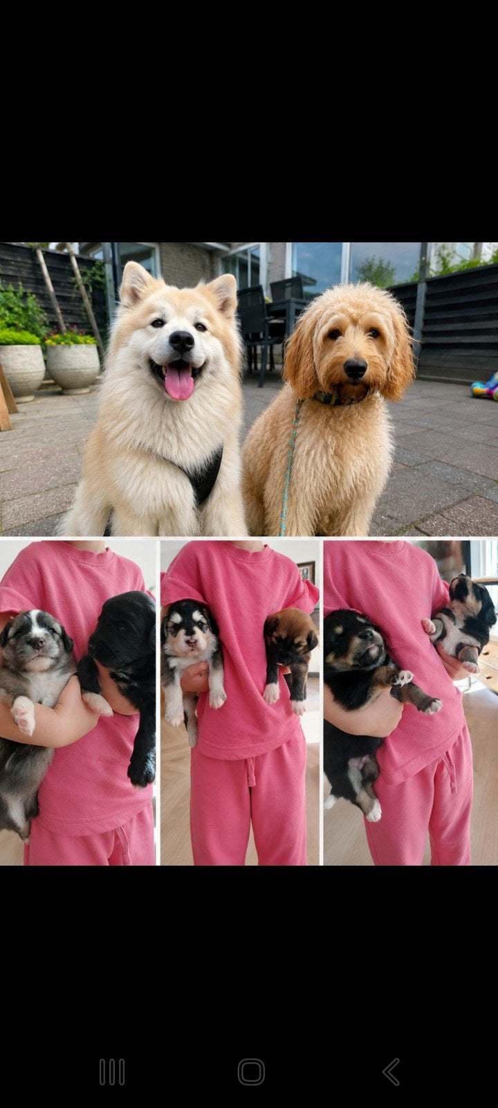 Pomsky x Cavapoo puppy's. Beschikbaar vanaf 1 juli., 8 tot 15 weken, Parvo, Meerdere, Meerdere dieren