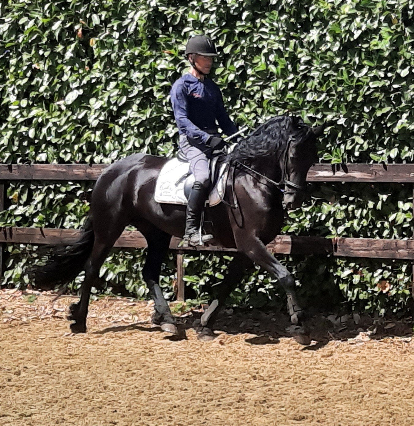 6 jr Friese merrie, Dieren en Toebehoren, Paarden, Merrie, Met stamboom, Dressuurpaard, 3 tot 6 jaar
