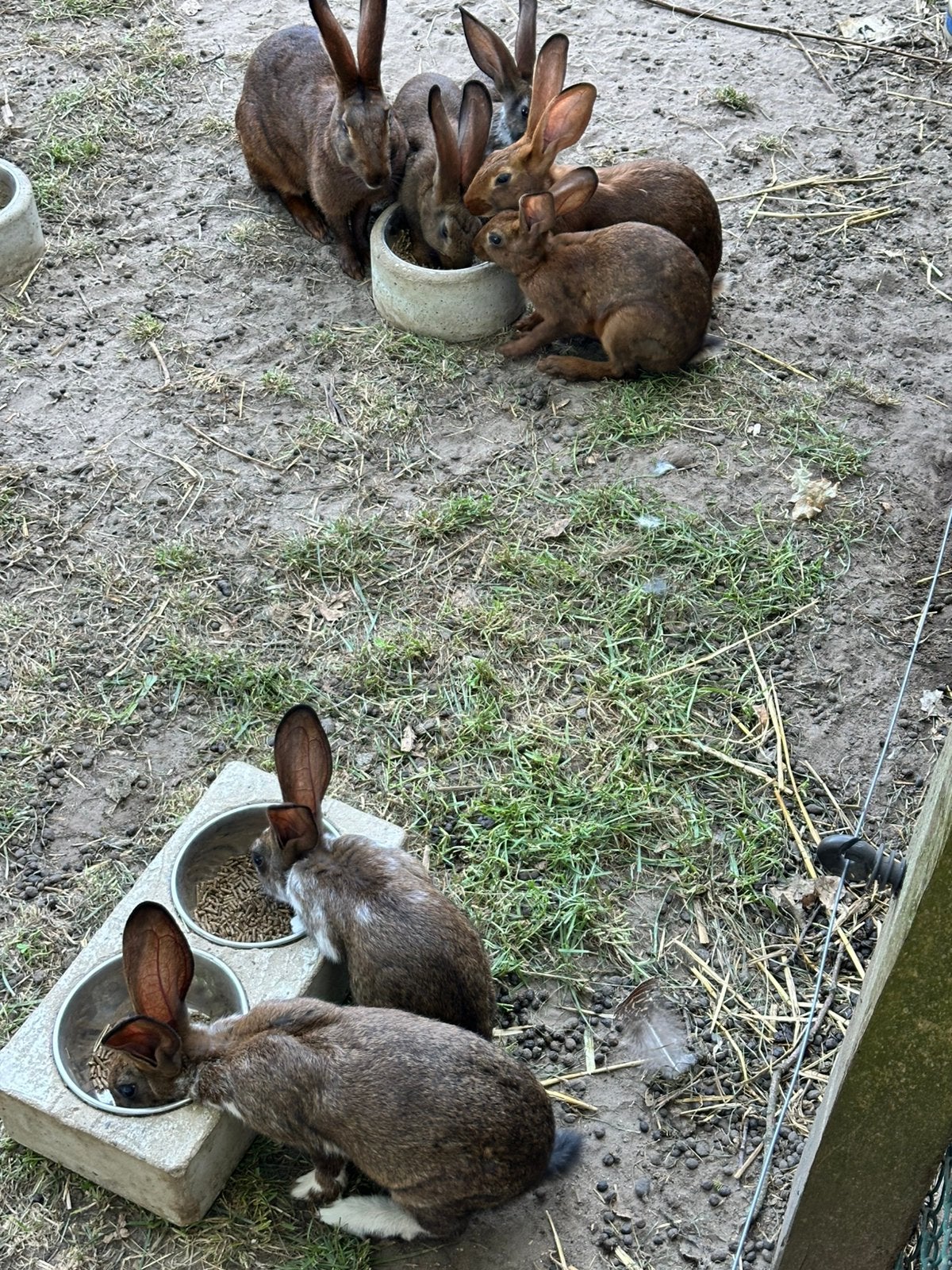 Belgische hazen, nu 10 en 12 weken oud., Dieren en Toebehoren, Meerdere dieren, Groot
