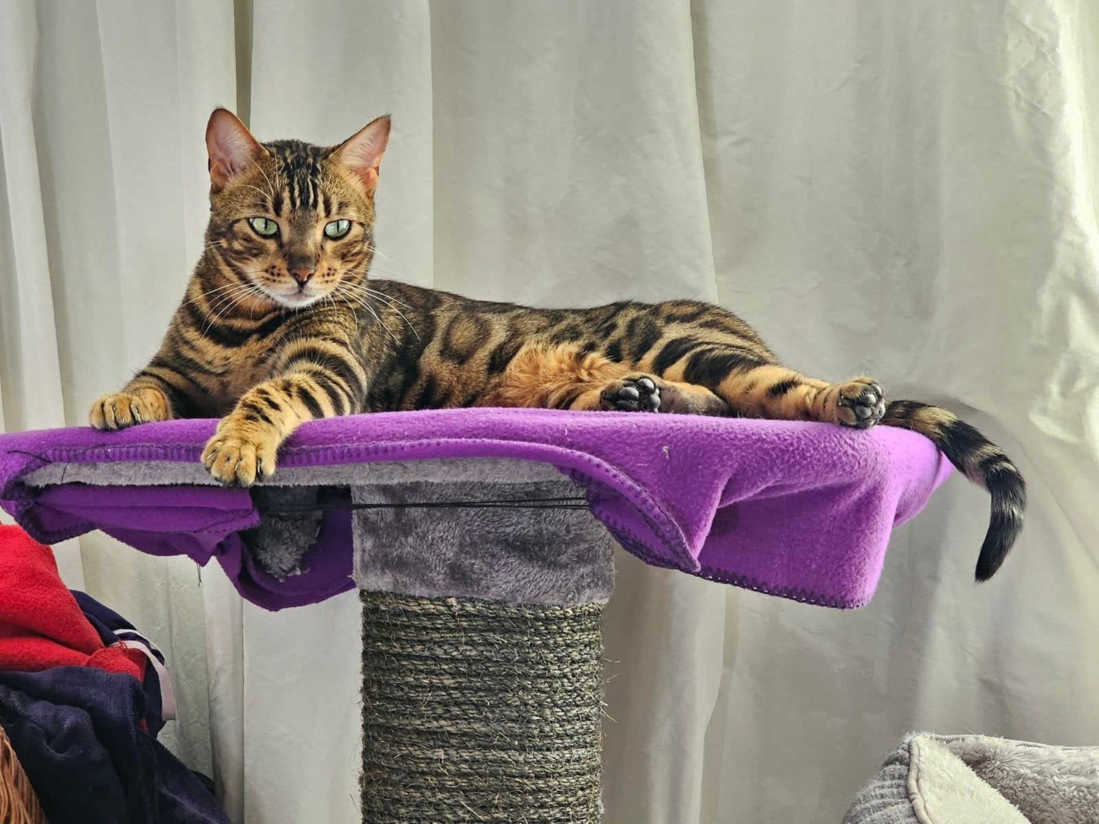 bengal kat, Kater, Kortharig, 0 tot 2 jaar