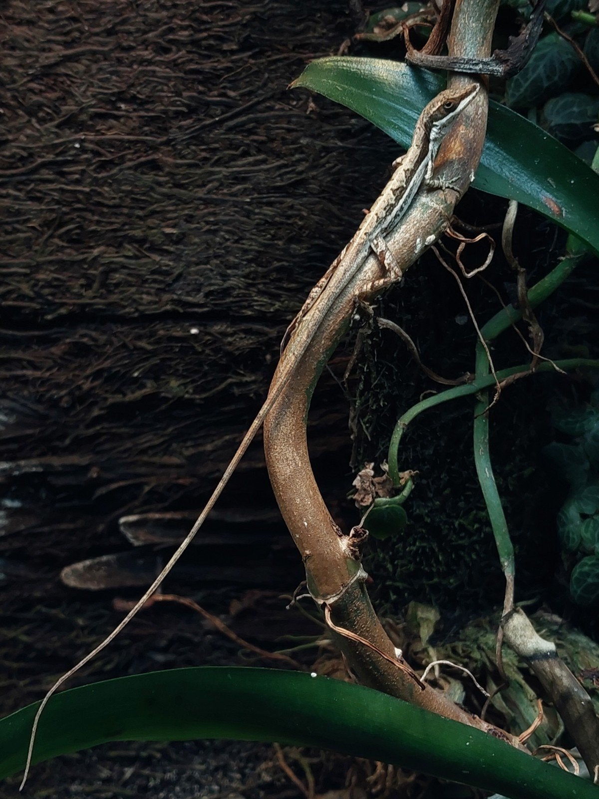 Soorten Anolis >> Houten, Hagedis, 0 tot 2 jaar