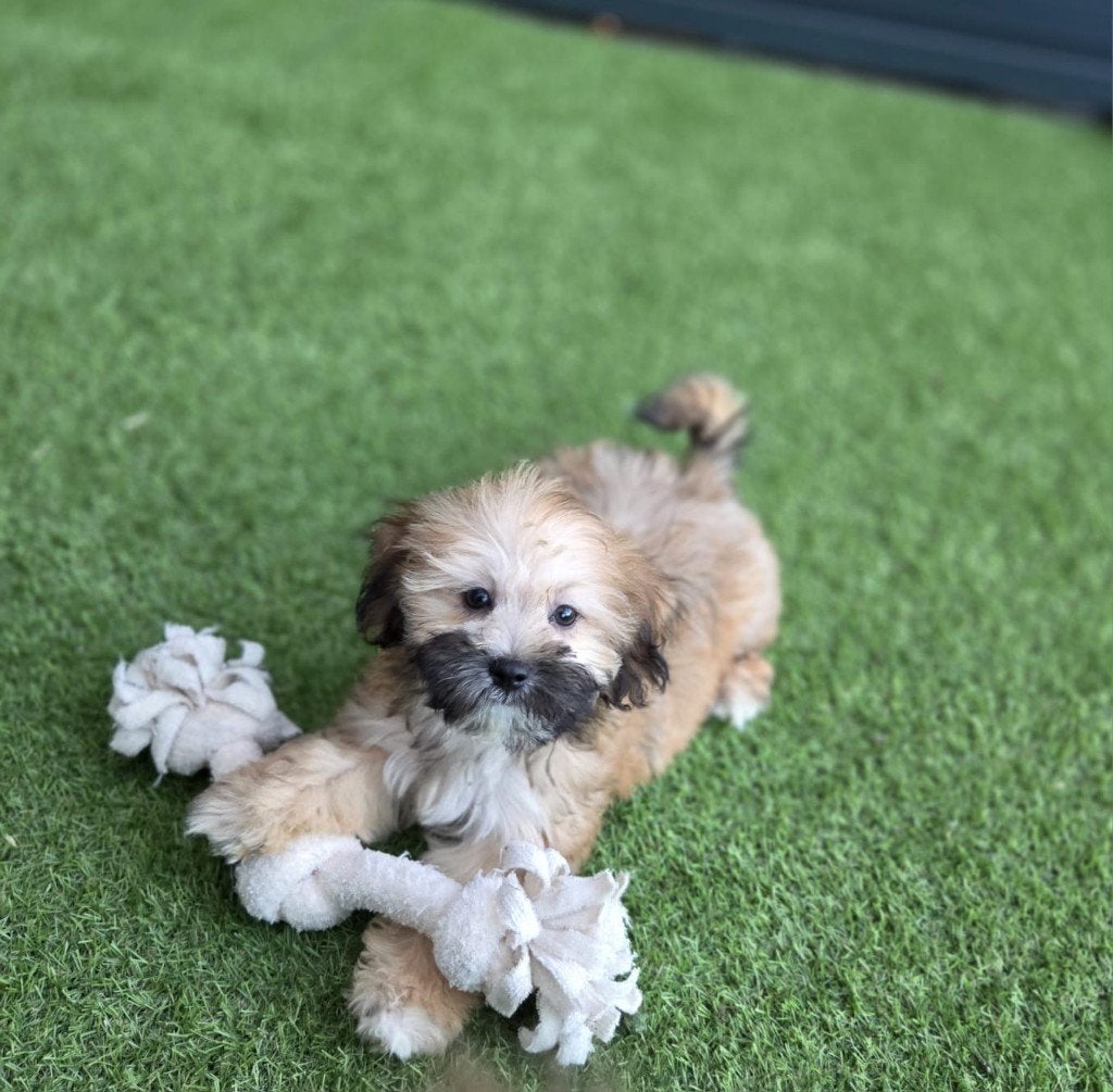 Mooie speelse Boomer pups te koop, Dieren en Toebehoren, Honden | Chihuahua's en Gezelschapshonden, Parvo, Nederland, Overige rassen