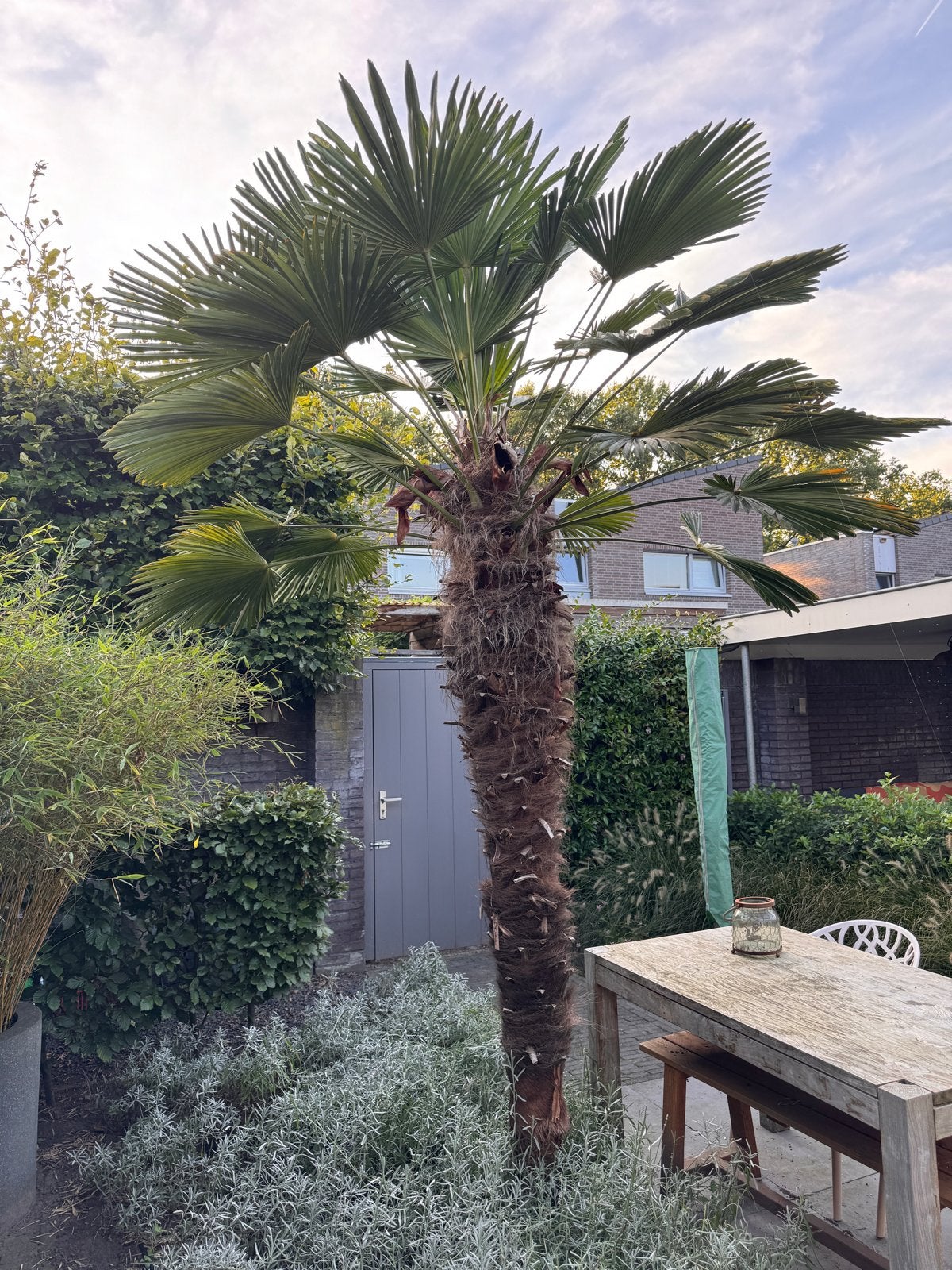 Grote Palmboom - Trachycarpus Fortunei, Volle zon, Vaste plant, Bloeit niet, Ophalen