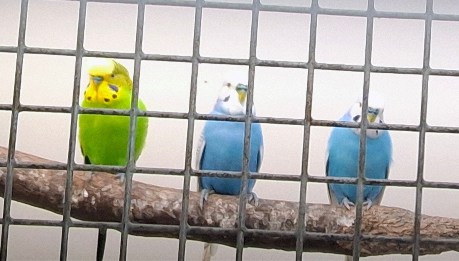 Prachtige grasparkieten – Koper mag zelf kleur kiezen!, Dieren en Toebehoren, Mannelijk, Parkiet