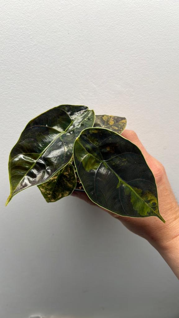 Alocasia Azlanii Aurea Variegata - Zeldzame Kamerplant #4, Overige soorten, In pot, Minder dan 100 cm, Groene kamerplant